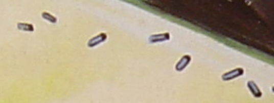 R 1b.jpg